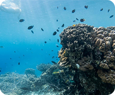 Underwater scene